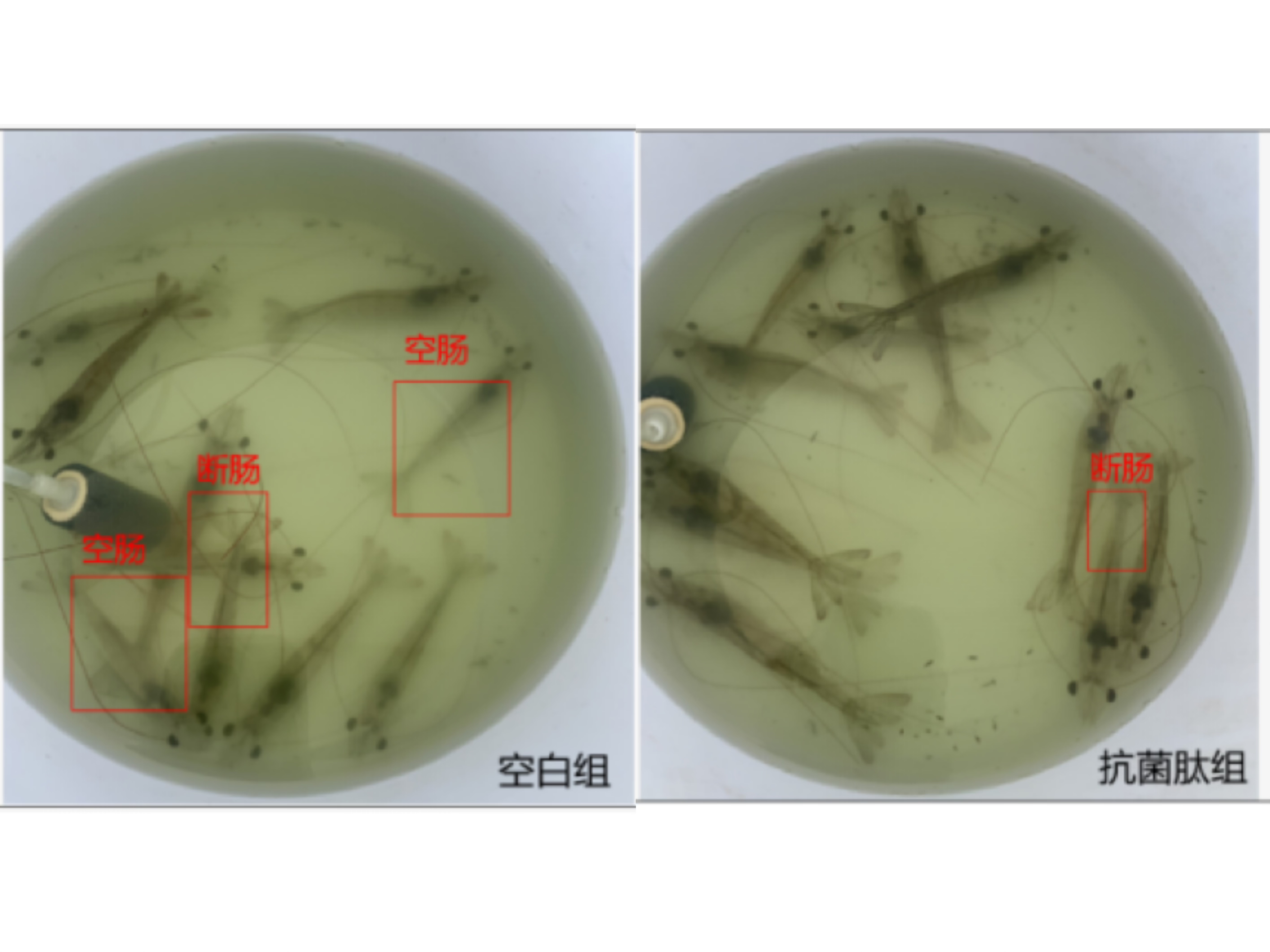 “肽”多优点，不服来辩