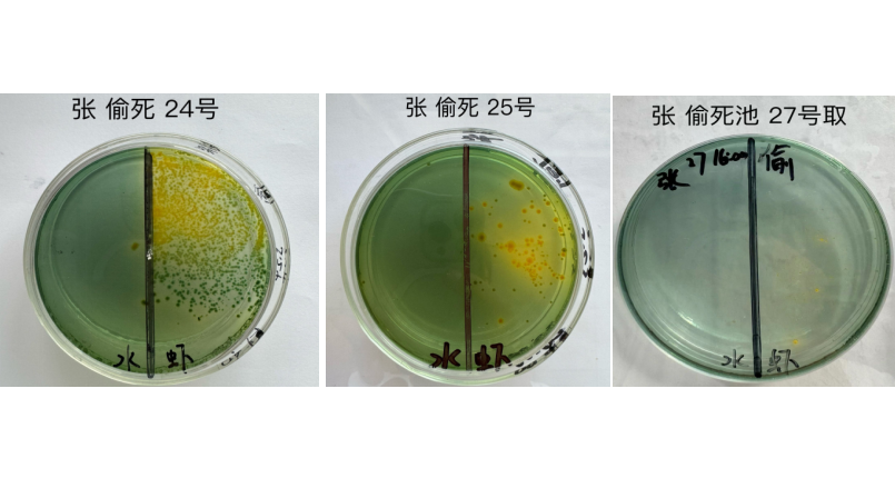 弧菌克星—"弧一刀"  实际应用案例