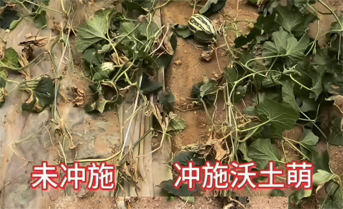 “沃土萌”—在甜瓜上的实际应用案例
